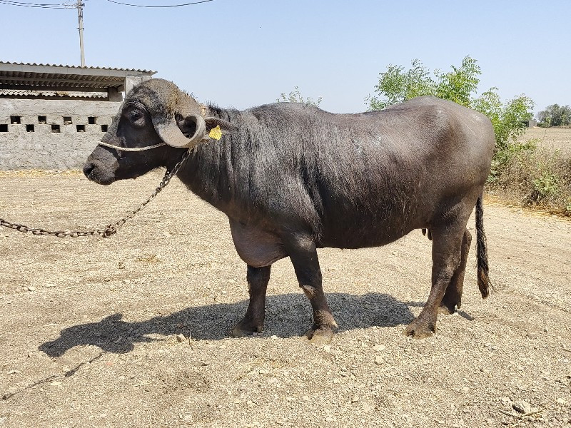 ભેંશ
