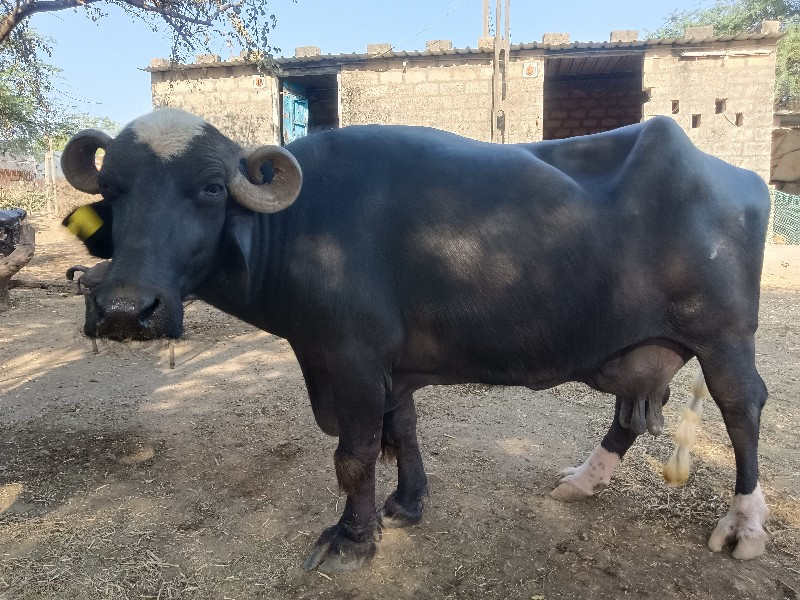 ભેંસ વેચવાની