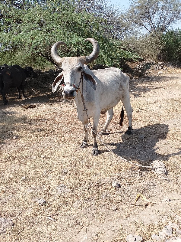 બળદ