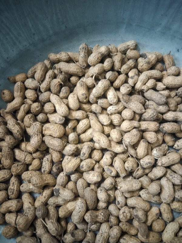 ગિરનાર -4 મગફડી