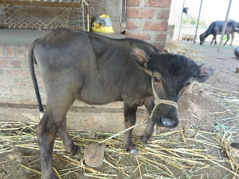 ભેસ વેચવાની ફુલ...