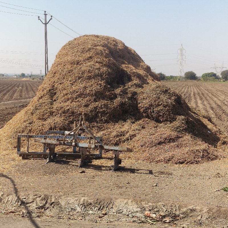20 nabar palo