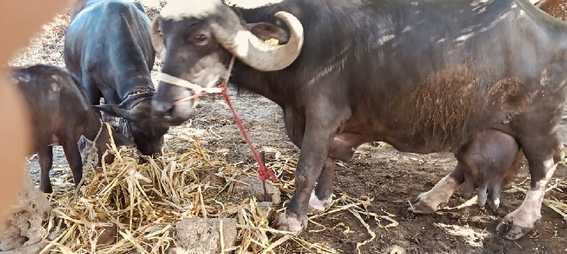 ભેંસ વેચવાની છે