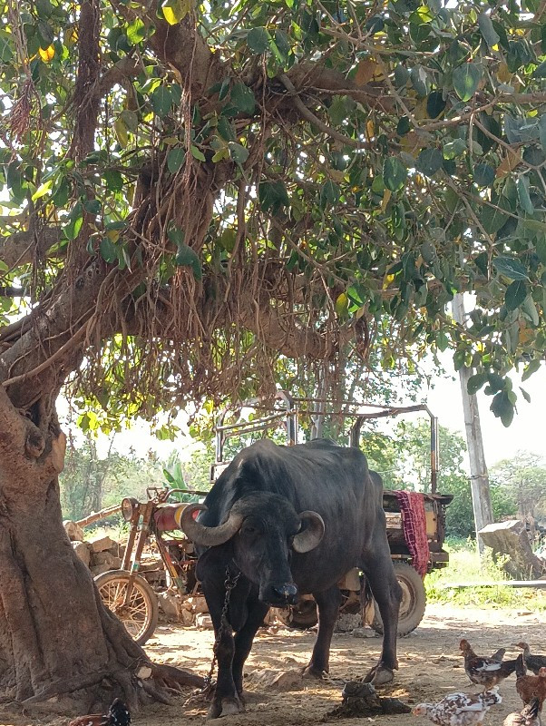વેચવાની