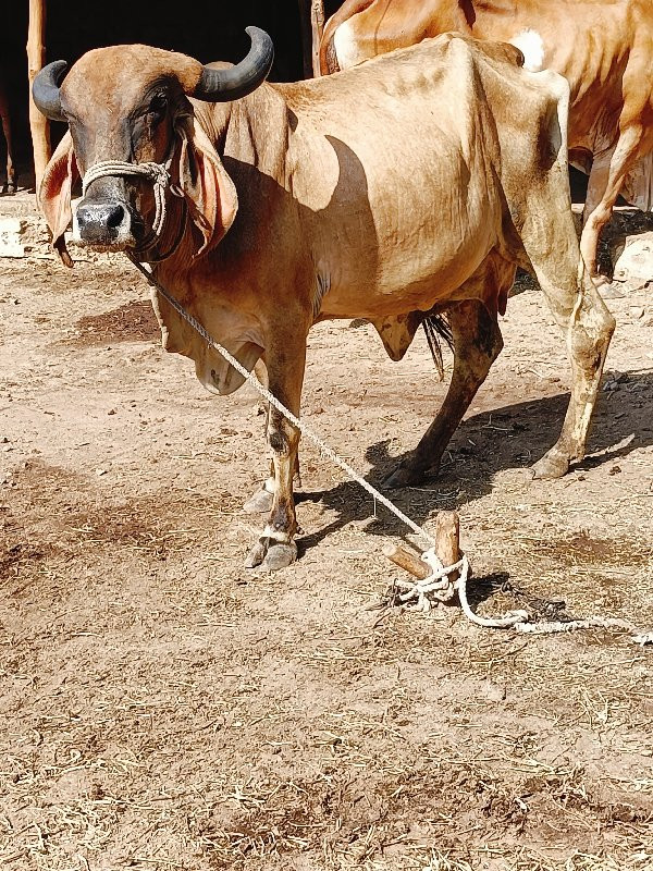 4 ગાય વેચવાની છ...