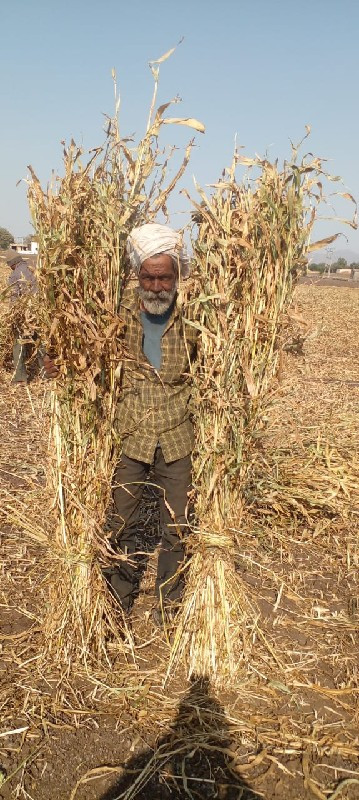 જુવારની છાર વેચ...