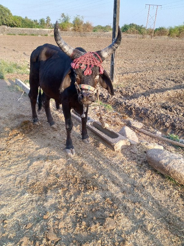 ગોઠલા વેચવાના છ...