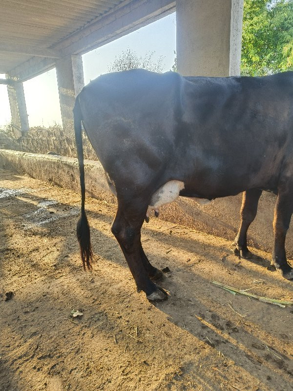 h.f ગાય વેચવાની...