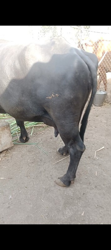 ભેંસ