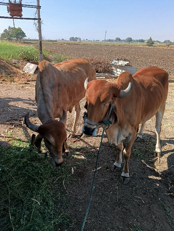 બળદ ગોંઢલા વેચવ...