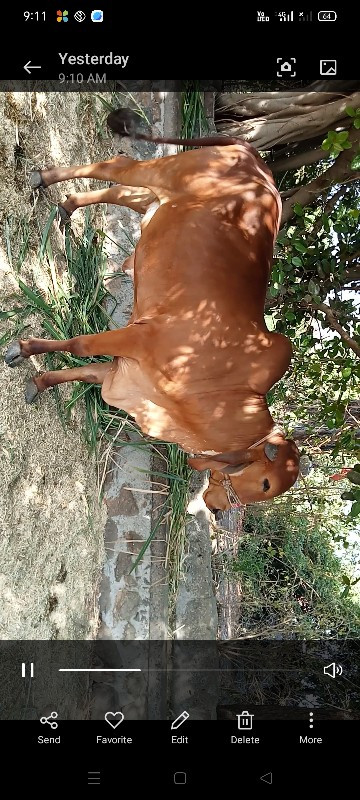 ગાય વેચવાની છે