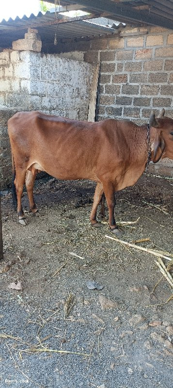 ગાય વેચવાની છે