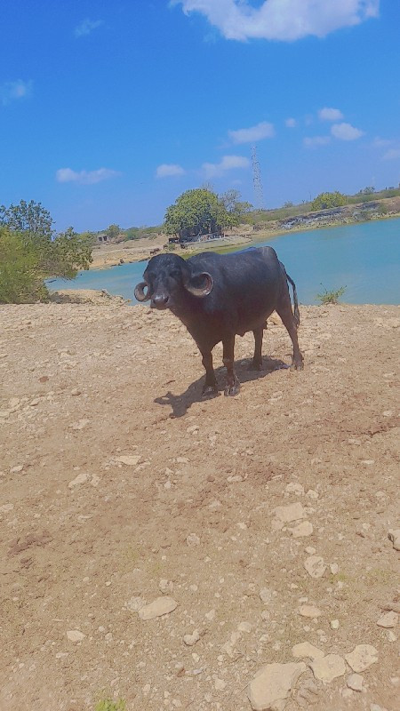 devanand