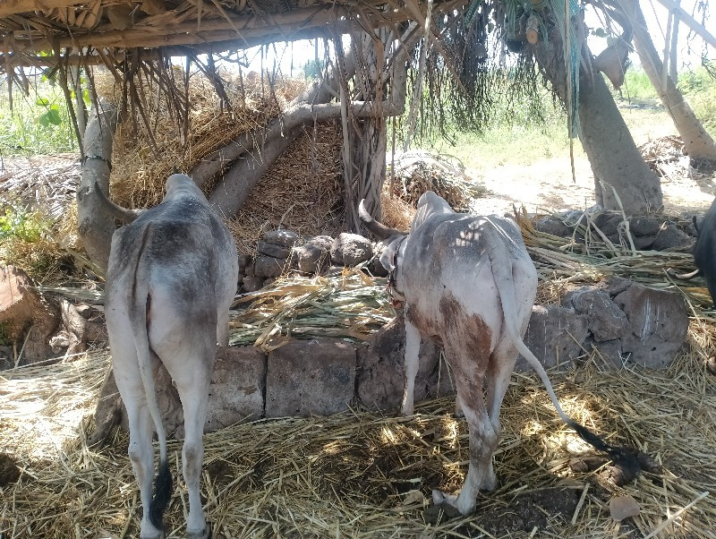 ઢાલા ફોર હાલે
