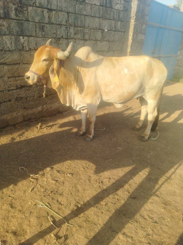 , દેશી અડતિયું...