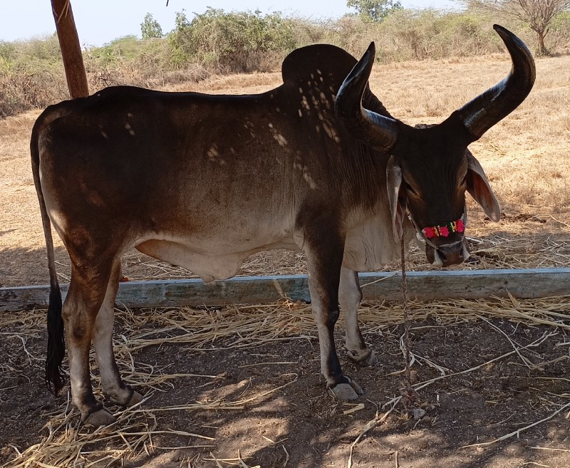 બરધ