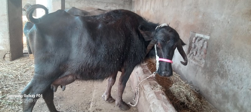 ભેશ વેચવાની છે