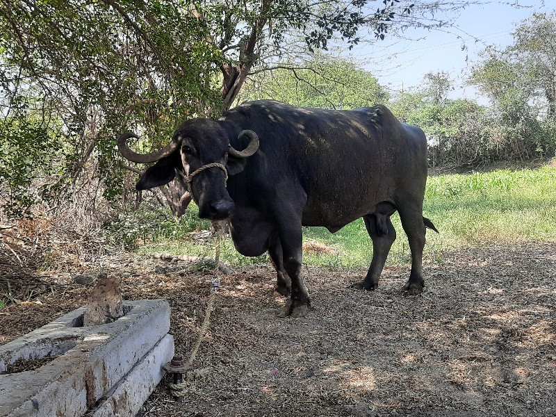 ભેંસ વેચવાની છે
