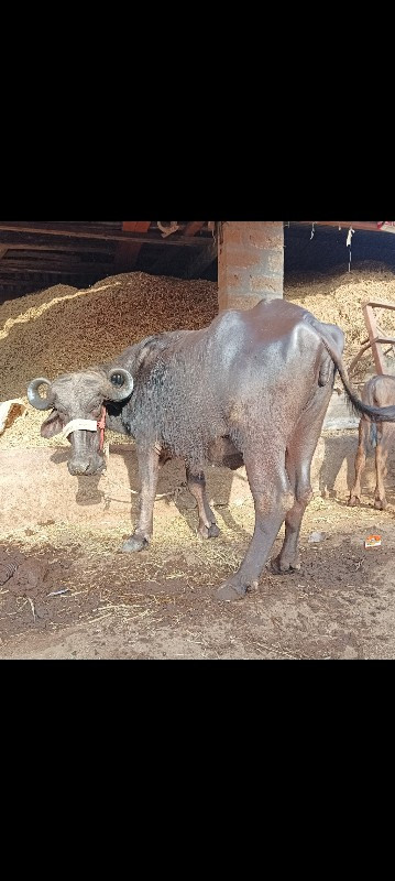 ભેંસ વેચવાની છે