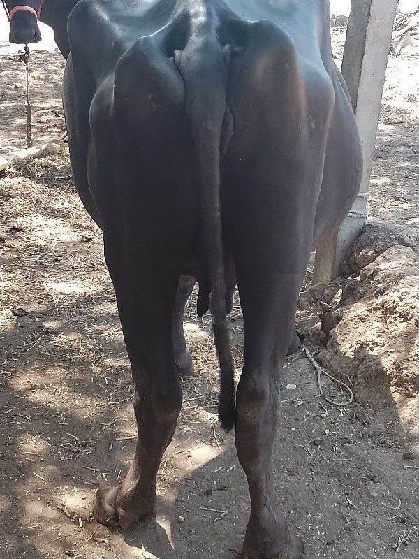 ભેંસ વેચવાની છે