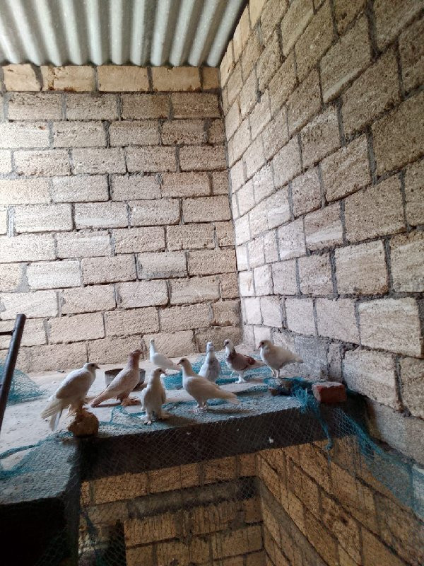 4જોડા