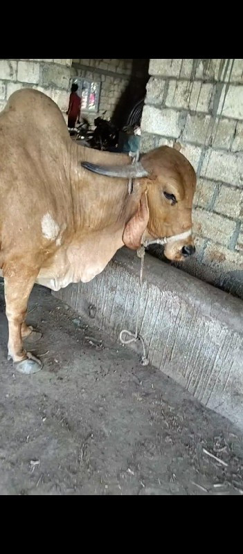 ગાયવેવાનીસે......