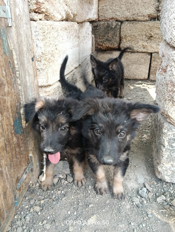 3mal