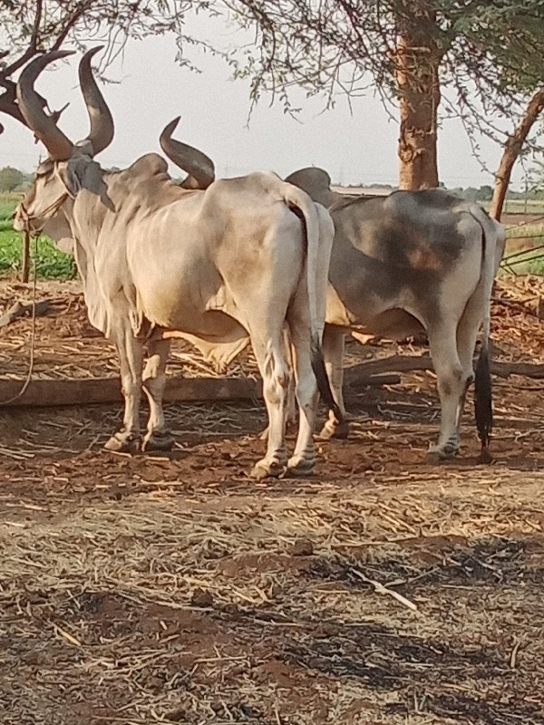 વઢીયારા