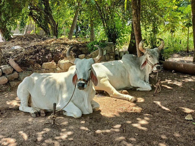 સાવ સોજા બળદ