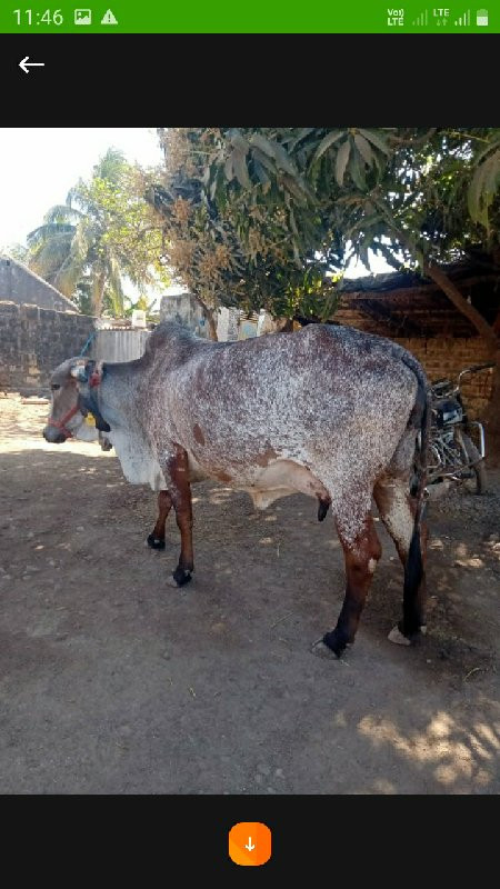 હોઙકી વેચવાની બ...
