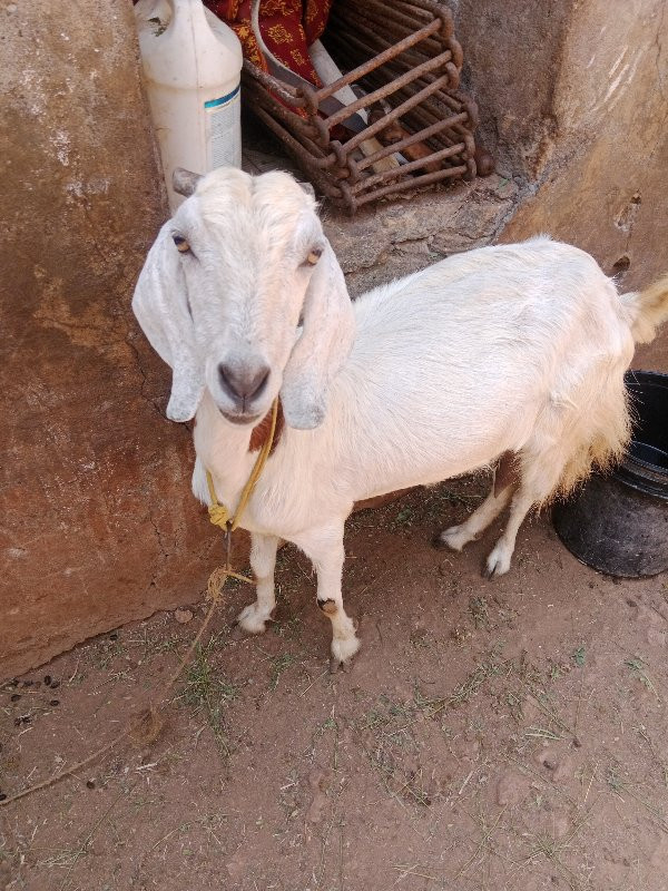 બકરી3