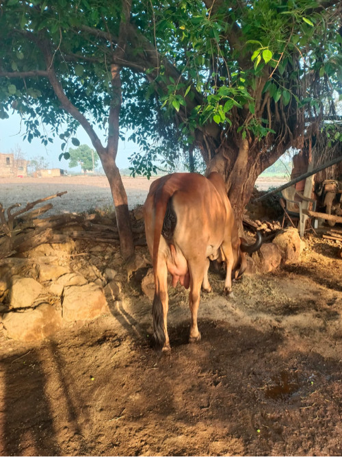 ગાય