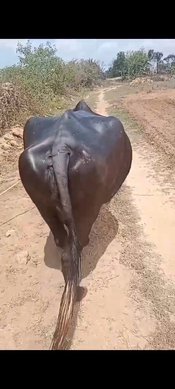 ભેંસ