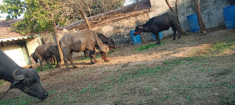 ભેંશ વેચવાની છે