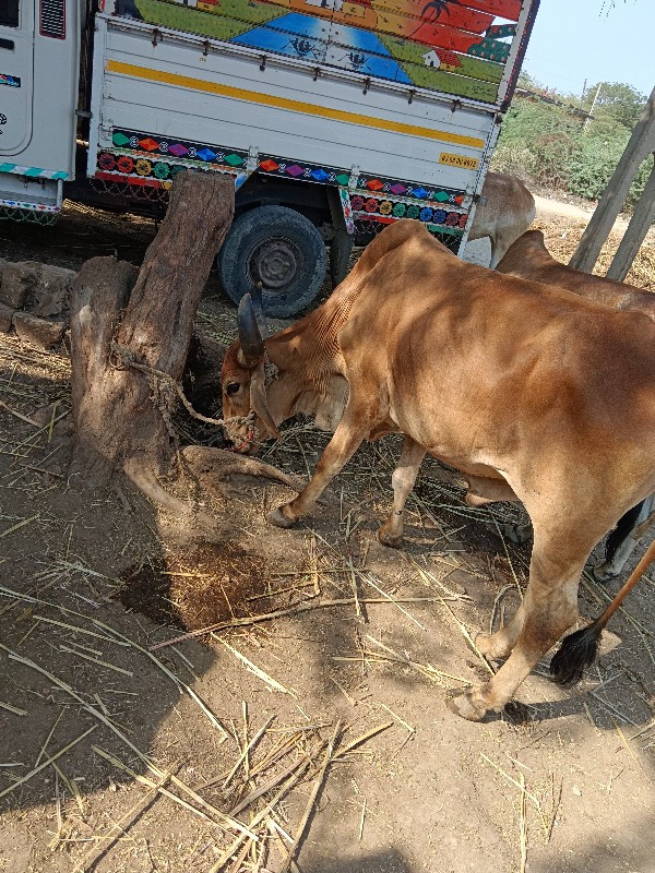 વેચવાનોછે