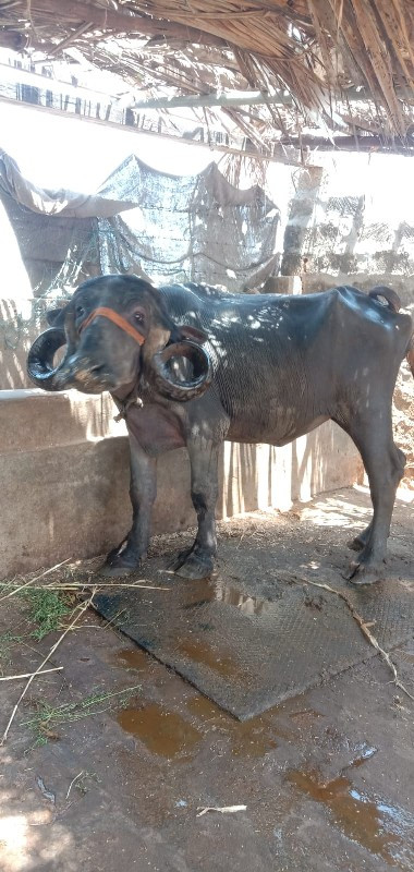 ખડેલી વેસવાની છ...