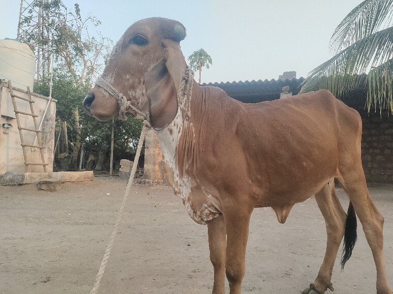 હોળકી દેવાની છે