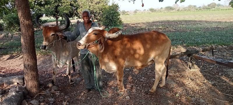 દેશી વઢીયારા