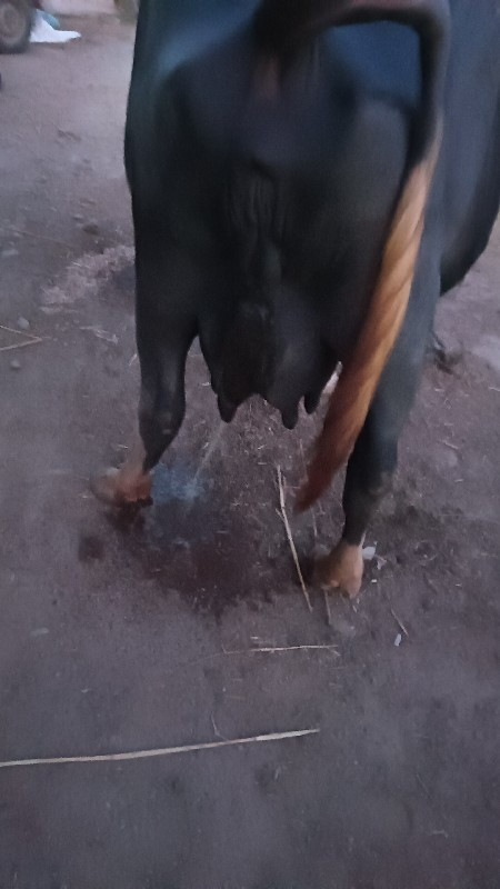 ભેંસ