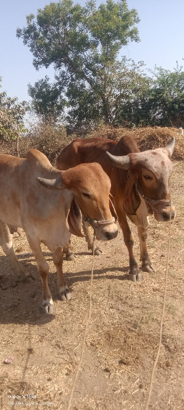 ગોઢલા  વેચવાના...