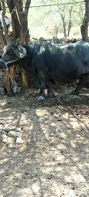 ભેંસ