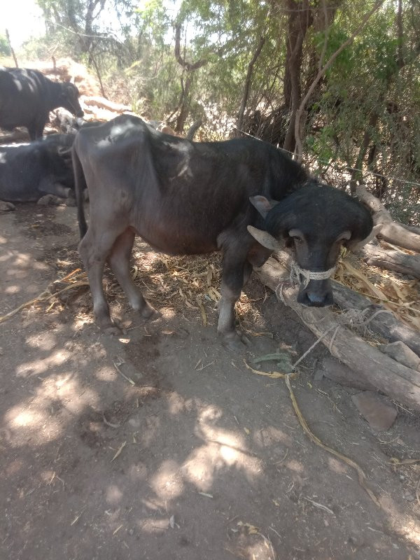 ભેંસ