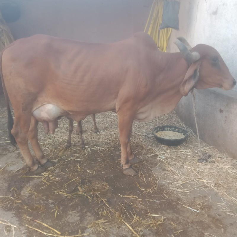 ત્રણ ગાયો વેચવા...