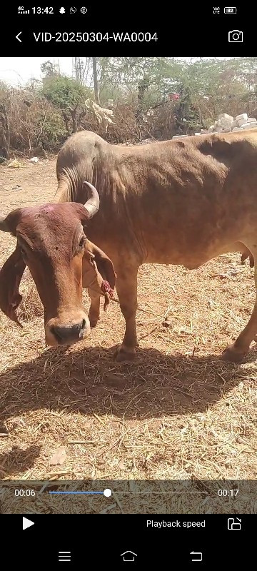 ઘોડો કે ઘોડી