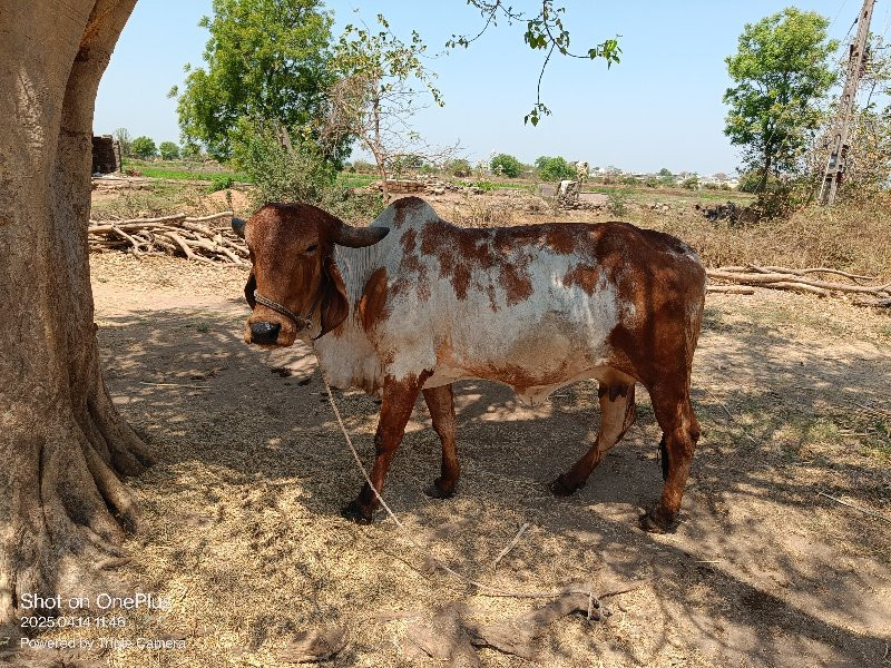 ગાય