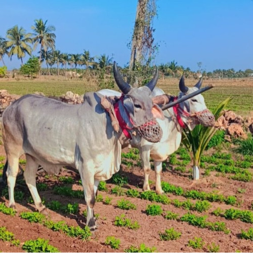 બળદ વેસવાના છે