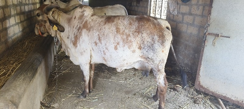 ગીર ગાય વેચવાની...