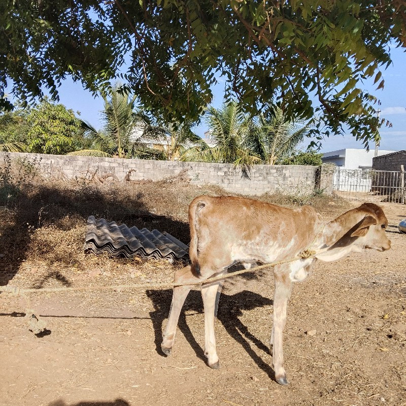 ગિર ગાય વેચવાની...