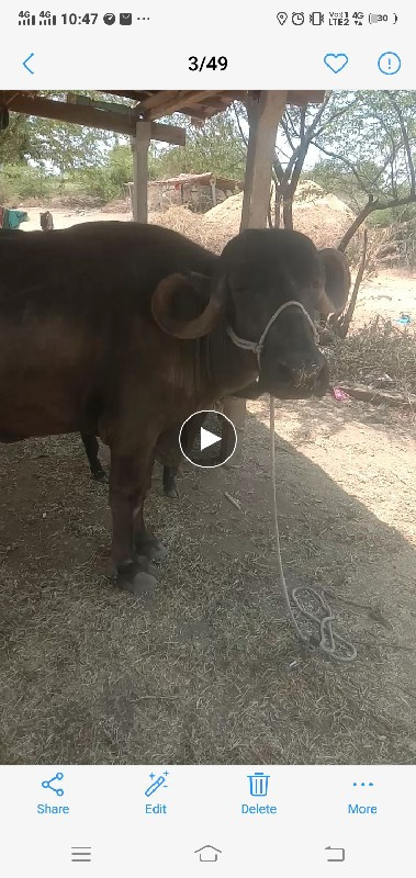ભેંસ વેચવાની છે