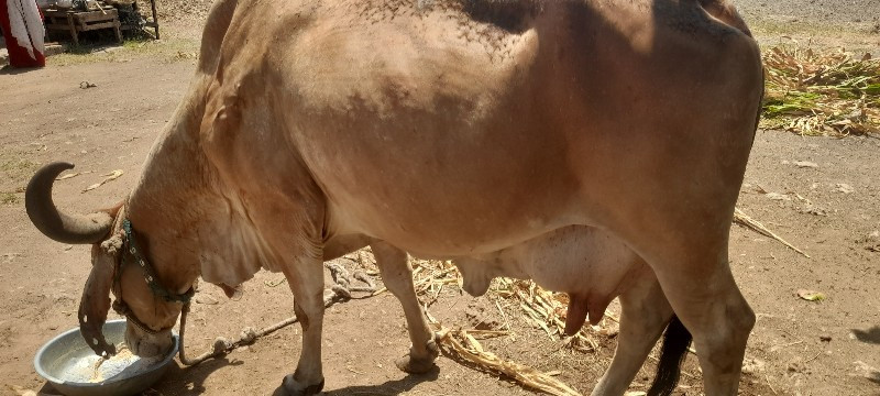 ગાયવેચવાનીછે4થુ...